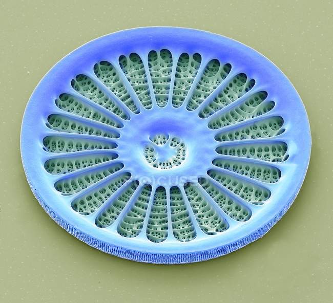 Arachnoidiscus sp. diatom algae — Stock Photo