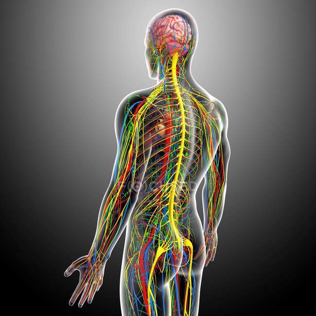 Sistemas nervoso e circulatório — Fotografia de Stock