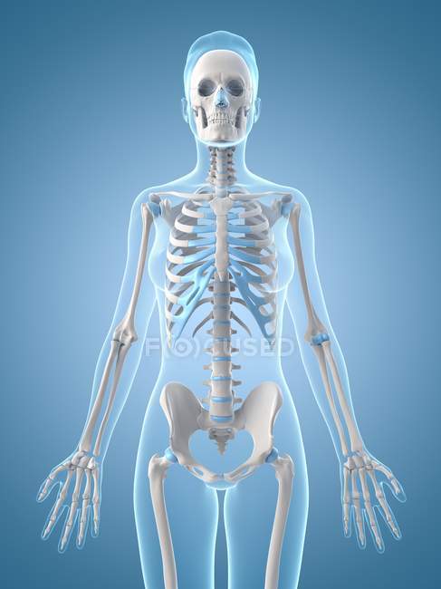 Wirbelsäule, Brustkorb und Armknochen — Stockfoto