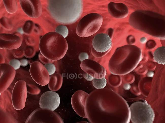 Cellules sanguines rouges et blanches — Photo de stock