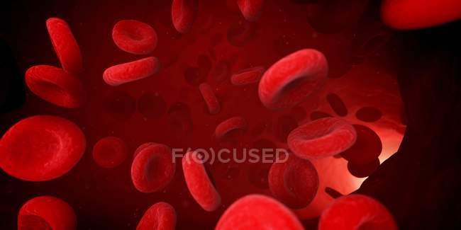 Кровотік, що показує еритроцити — стокове фото