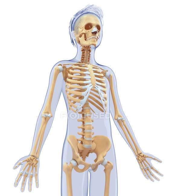 Système squelettique normal de l'adulte — Photo de stock