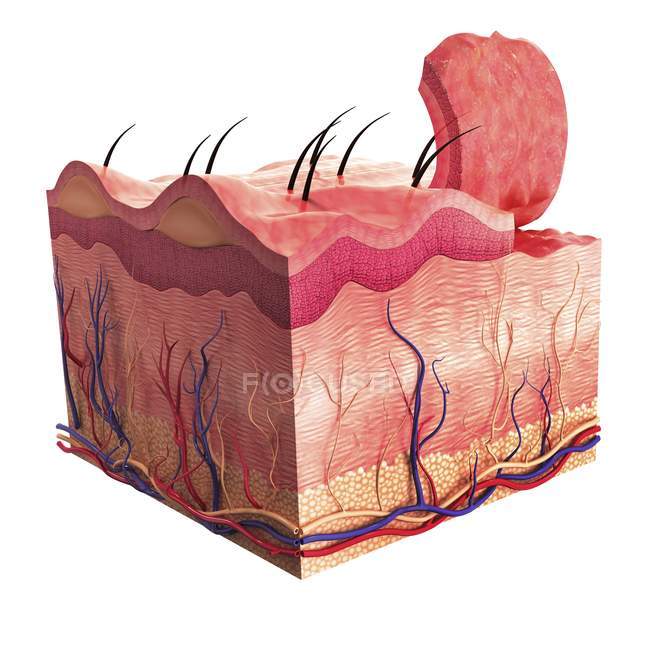 Anatomía de la piel que muestra estratificación tisular - foto de stock