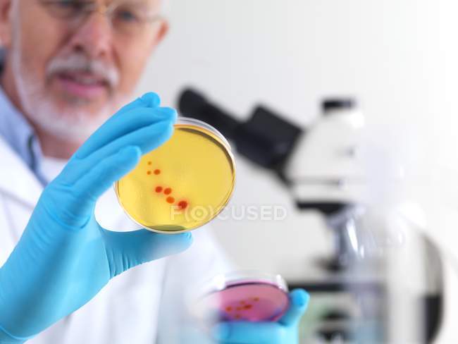 Científico masculino examinando cultivos en placas de Petri
. - foto de stock