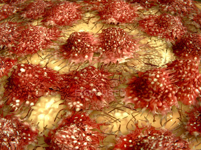 Разделение раковых клеток — стоковое фото
