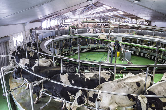 Vacas leiteiras em celeiro de ordenha . — Fotografia de Stock