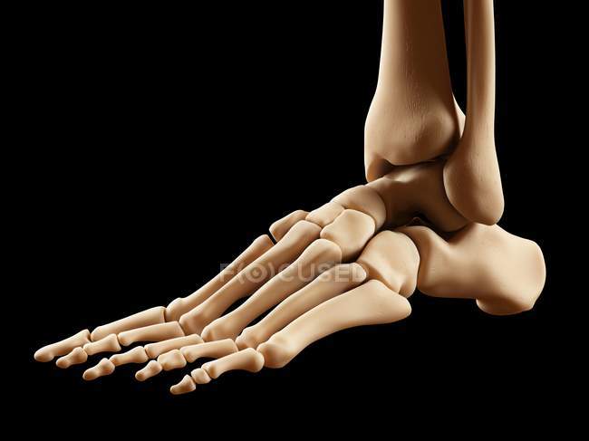 Кістки ніг людини — стокове фото