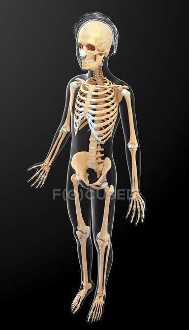 Anatomía estructural del ser humano adulto - foto de stock