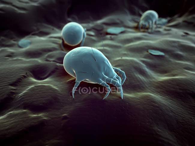 Adult dust mite — Stock Photo