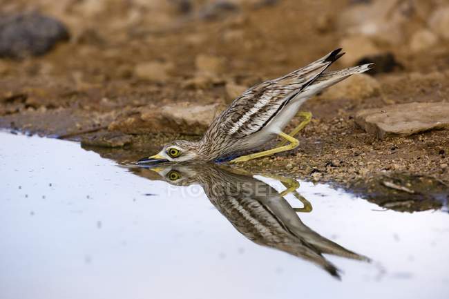 Pássaro de pedra-curlew que se inclina à água . — Fotografia de Stock