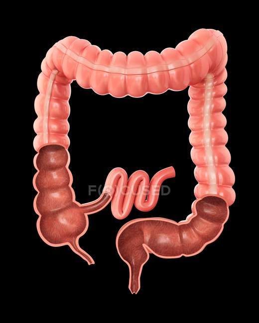 Corte transversal de um intestino grosso — Fotografia de Stock