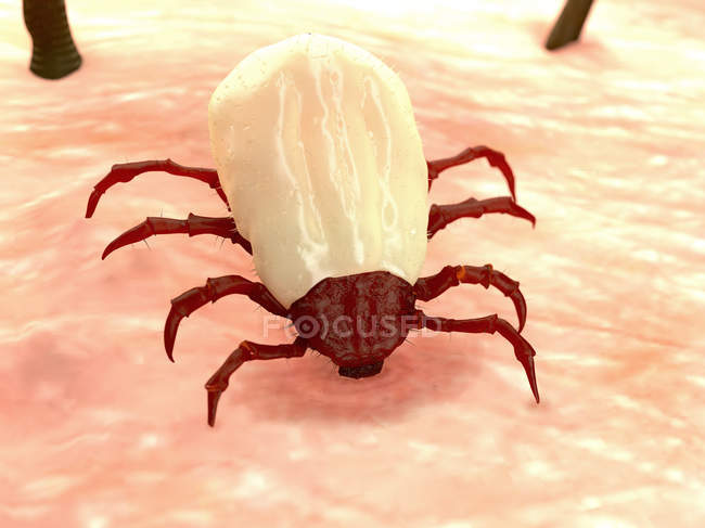 Parasitic Tick feeding — Stock Photo