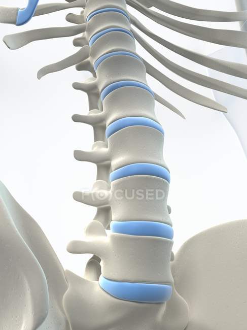 View of lumbar spine — Stock Photo