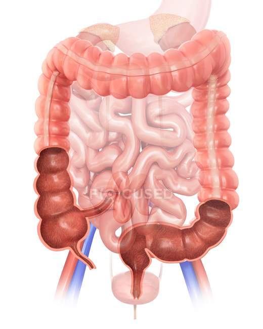 Grand intestin humain — Photo de stock