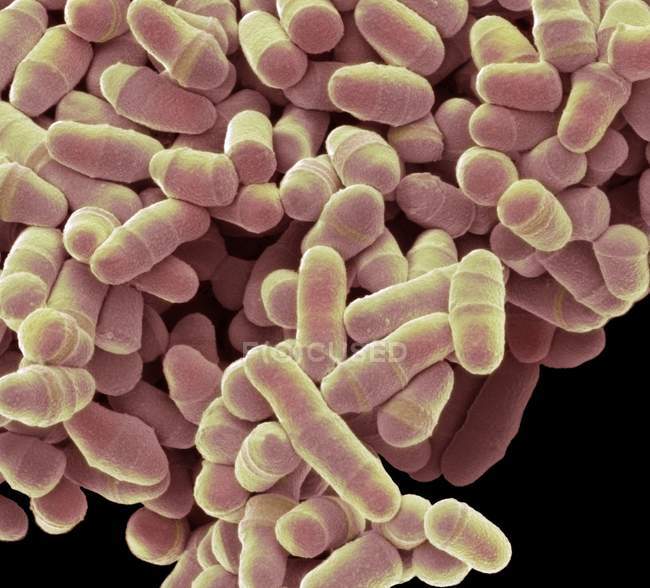 Schizosaccharomyces дріжджі Ротьє — стокове фото