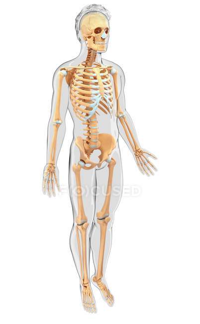 Skeletal system and cartilage of adult human — Stock Photo