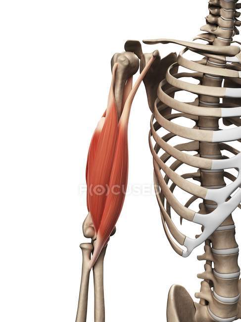 Músculos y anatomía estructural - foto de stock
