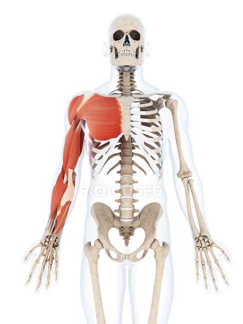 Sistema muscular humano del brazo - foto de stock