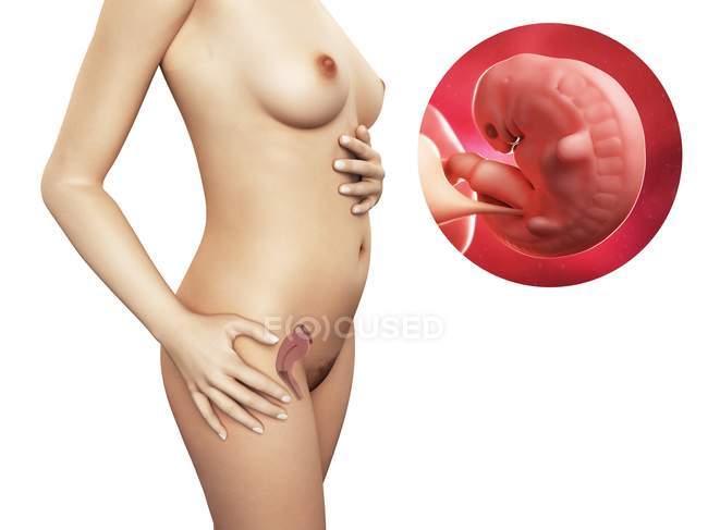 Mujer embarazada y embrión de 6 semanas - foto de stock