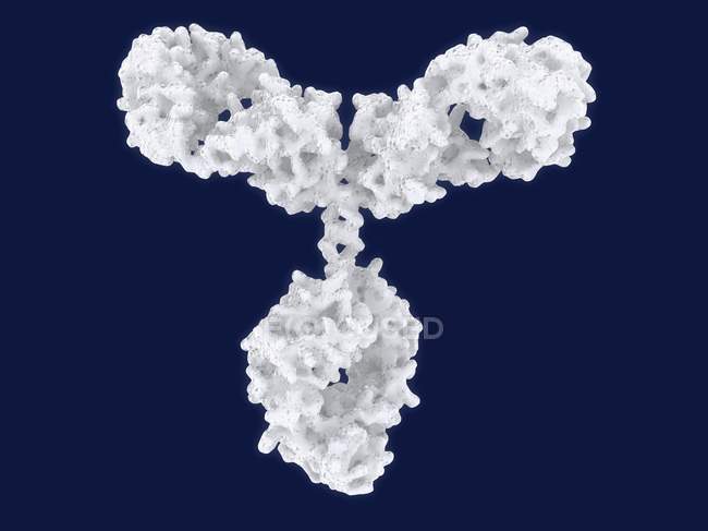 Молекулярная структура антител — стоковое фото