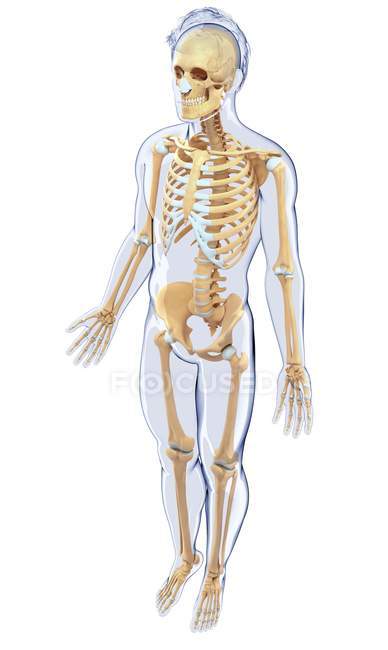 Anatomie structurelle de l'homme adulte — Photo de stock
