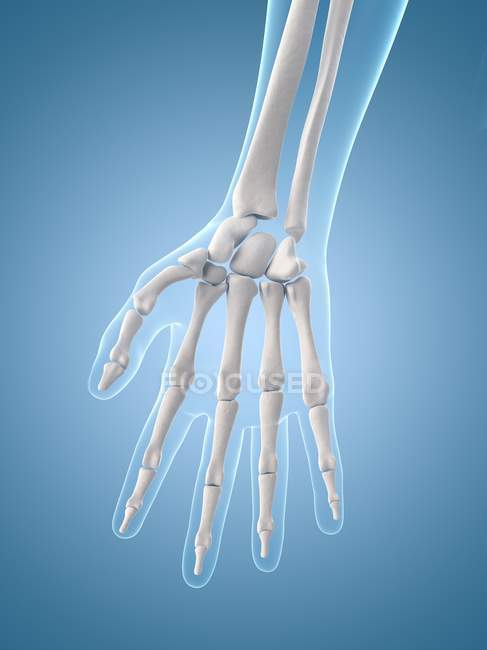 Ossos da mão humana — Fotografia de Stock