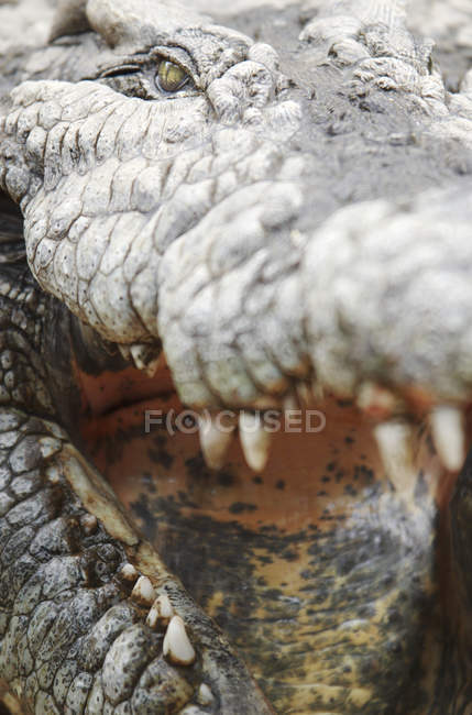 Нільський Крокодил щелепами відкрити, Mpumulanga, Сполучені Штати Америки. — стокове фото
