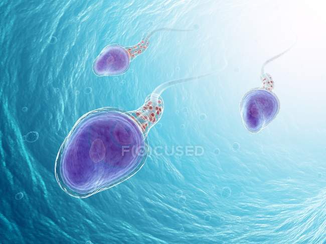 Los espermatozoides humanos - foto de stock
