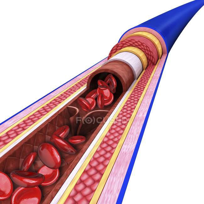 Human vein showing tissue stratification — Stock Photo