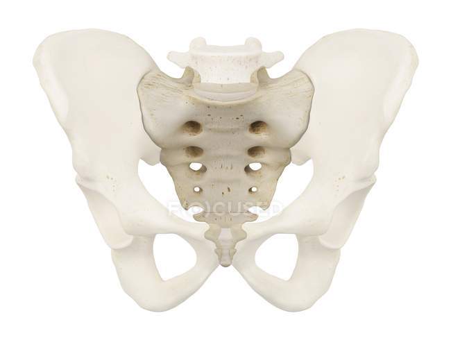 Pelvic bones and sacrum — Stock Photo