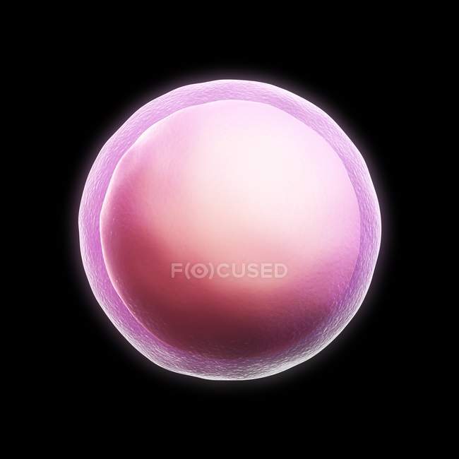Obra de arte de um óvulo fertilizado — Fotografia de Stock