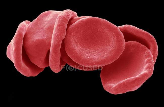 Rote Blutkörperchen — Stockfoto