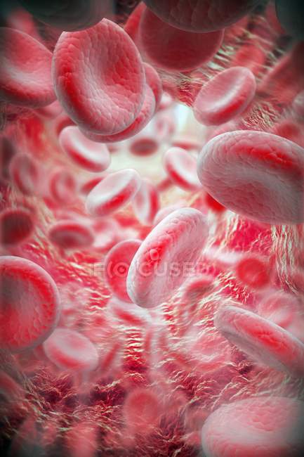 Glóbulos rojos y blancos sanos - foto de stock