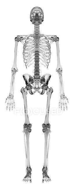 Représentation schématique du système squelettique humain — Photo de stock