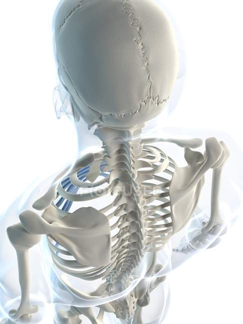 Vista trasera del cráneo humano - foto de stock