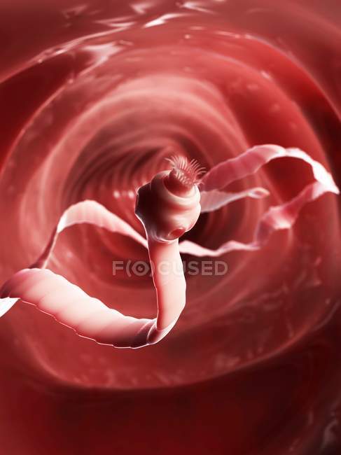 Паразиты ленточных червей в кишечнике — стоковое фото