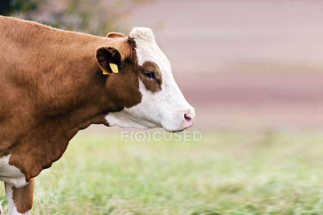 Kuh im Feld, Seitenansicht. — Stockfoto