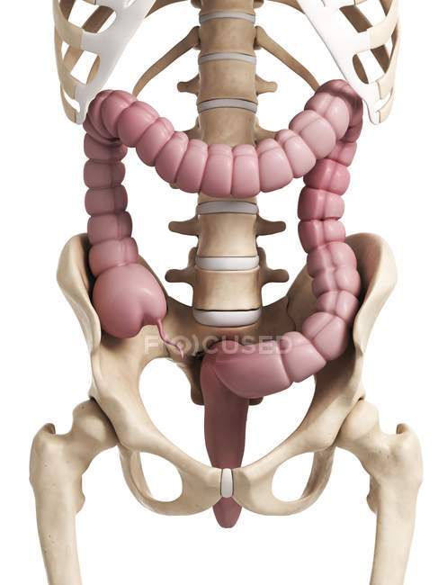 Sistema esquelético e intestino grueso - foto de stock