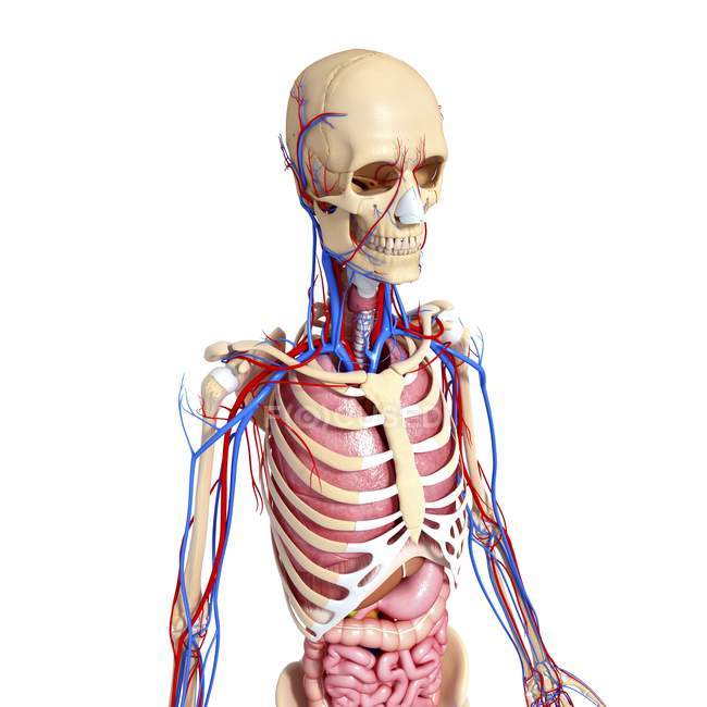 Sistema vascular del adulto sano - foto de stock