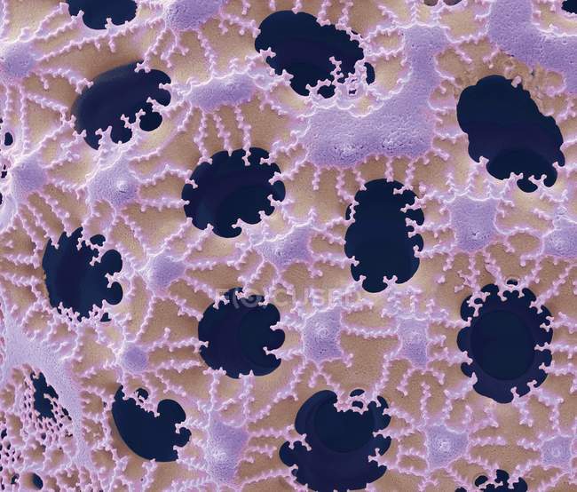 Silica wall of a diatom — Stock Photo