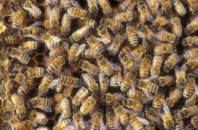 Worker bees on a honeycomb — Stock Photo