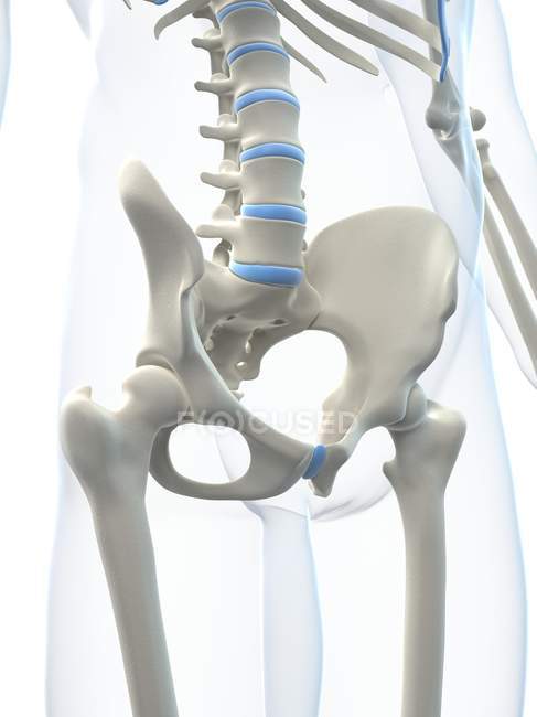 Bacino umano e colonna vertebrale lombare — Foto stock