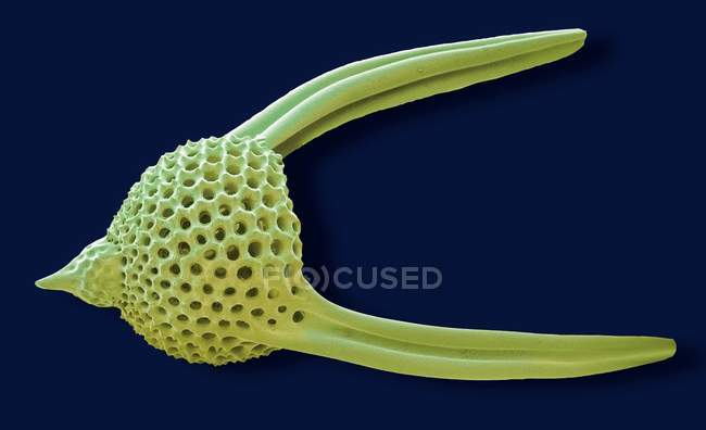 Lychnocanoma radiolarian shell — Stock Photo