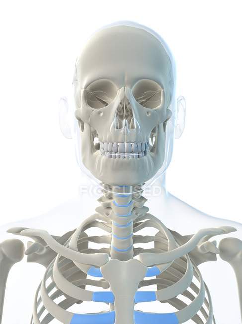 Vista de los huesos de la clavícula y el cráneo - foto de stock