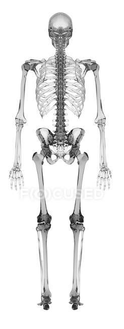 Rendering schematico del sistema scheletrico umano — Foto stock