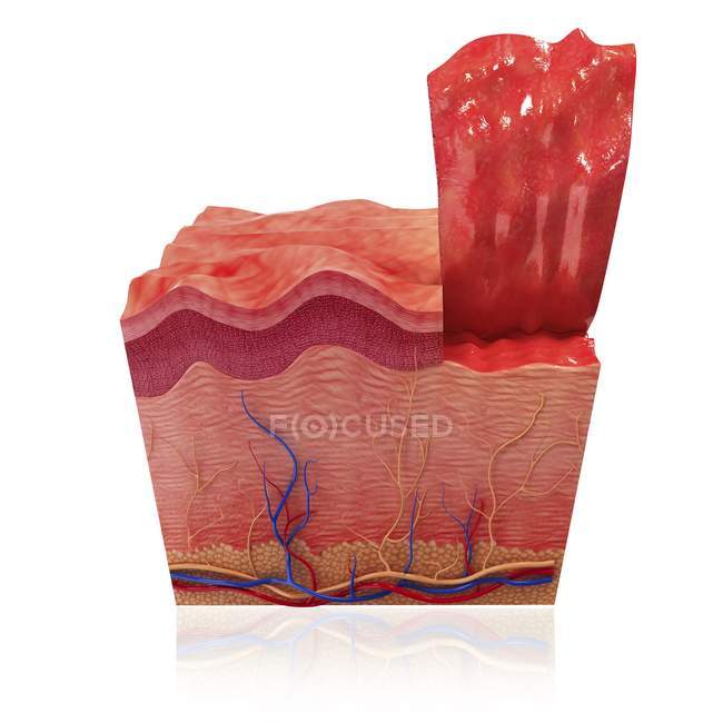 Anatomie de la peau montrant une stratification tissulaire — Photo de stock