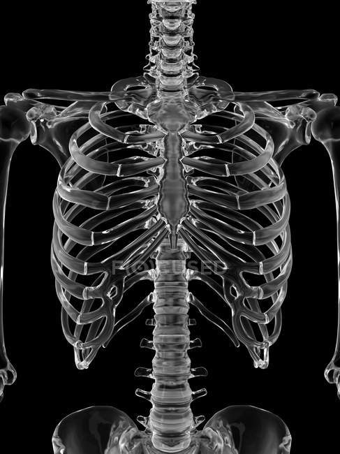 Anatomía esquelética humana - foto de stock