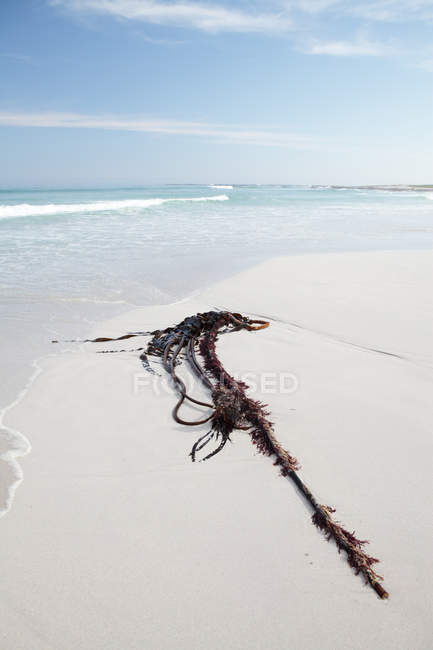 Ecklonia maxima pflanze am strand. — Stockfoto