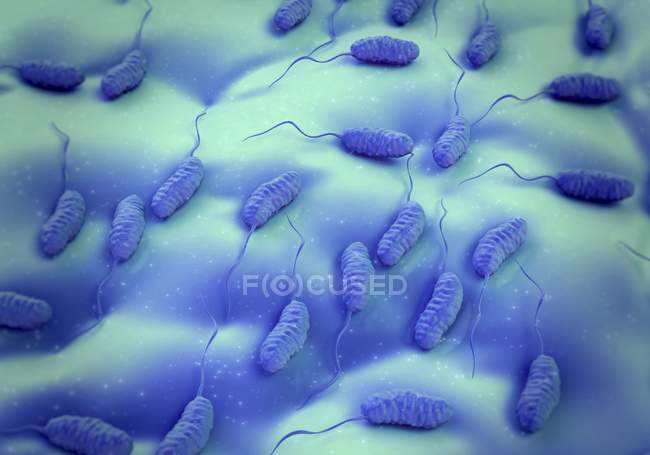 Colonia de bacterias del cólera - foto de stock