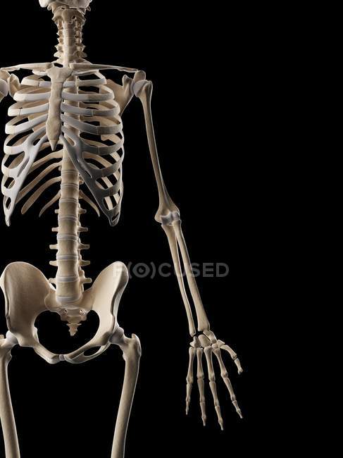 Sistema esquelético humano y anatomía estructural — Stock Photo